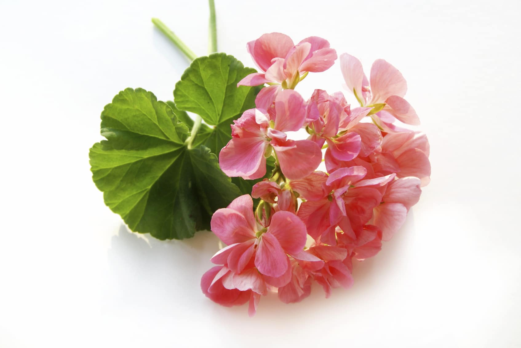 Geranium on White background