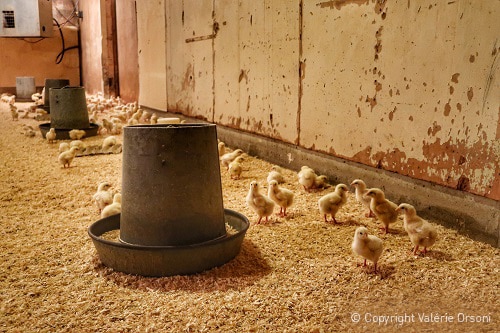 chicks at Hutterite colony