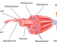 Type I Muscle Fibers