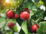 Acerola 1000 vs Ascorbic Acid: Differences