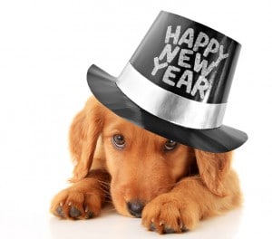 Happy New Year puppy