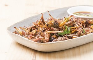 Grasshopper fried in dish on wood background