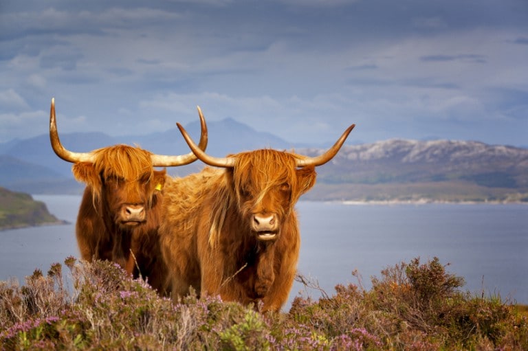 Highland cattle