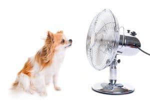 purebred chihuahua and fan