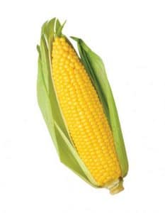 modern corn - lebootcamp