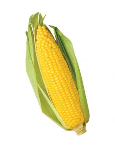 corn