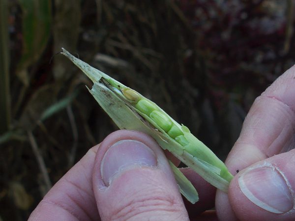 ancient corn - lebootcamp