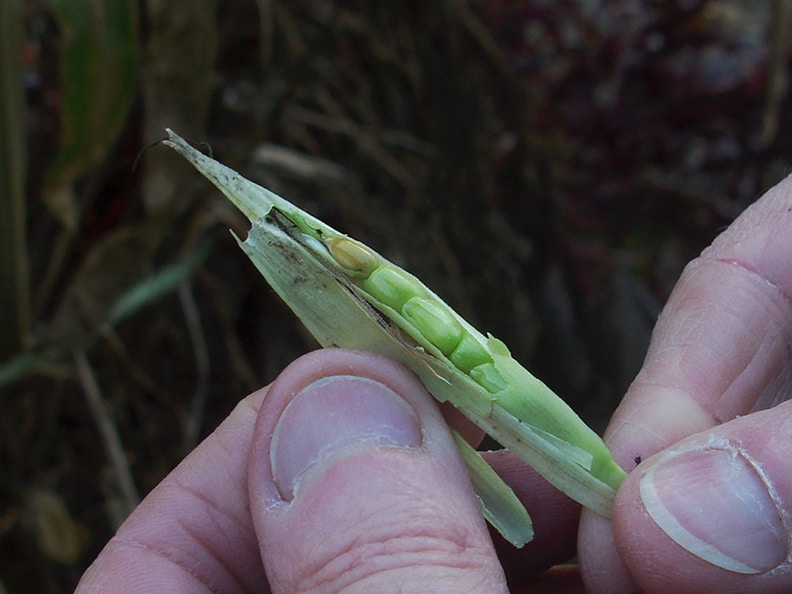 zea-mays-ssp-mexicana-teosinte-corn-ear-ucberk-bot-gard-2012-12-13-img_3011-me