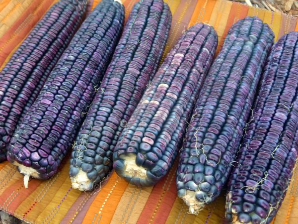 blue corn - lebootcamp