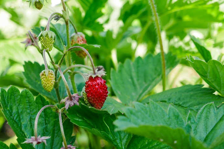 Wild strawberries