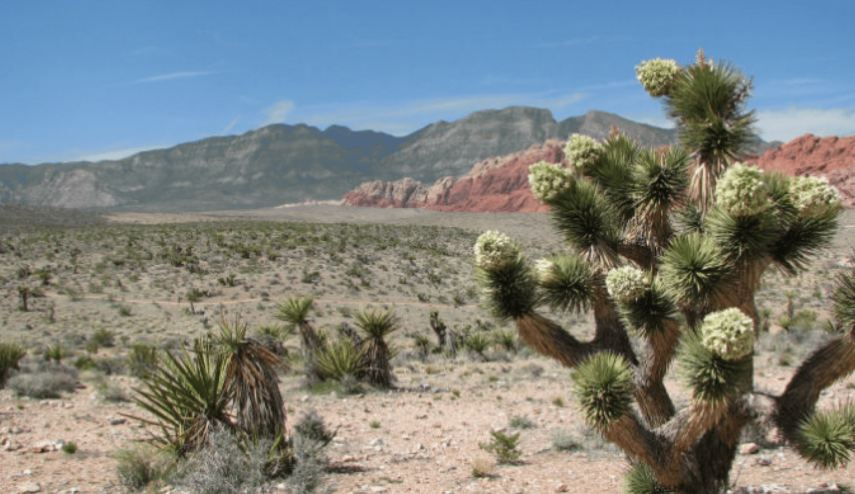 red-rock-canyon-orsoni