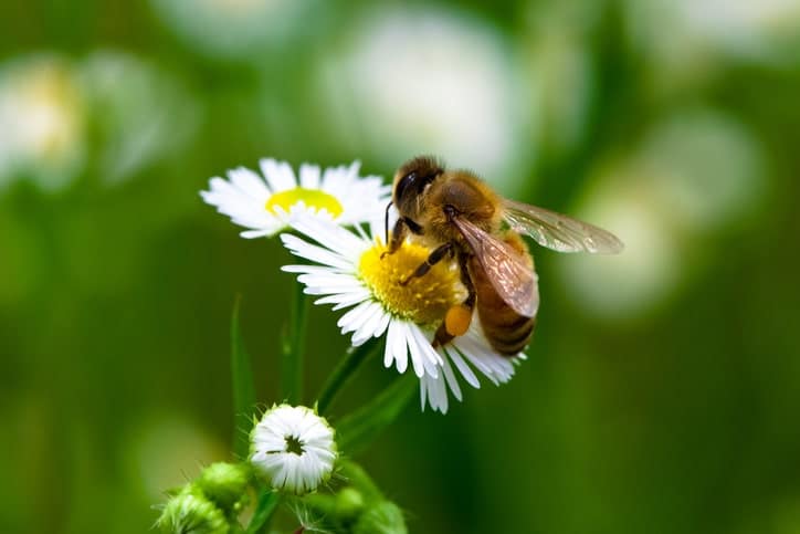 abeille-vegan-orsoni-lebootcamp