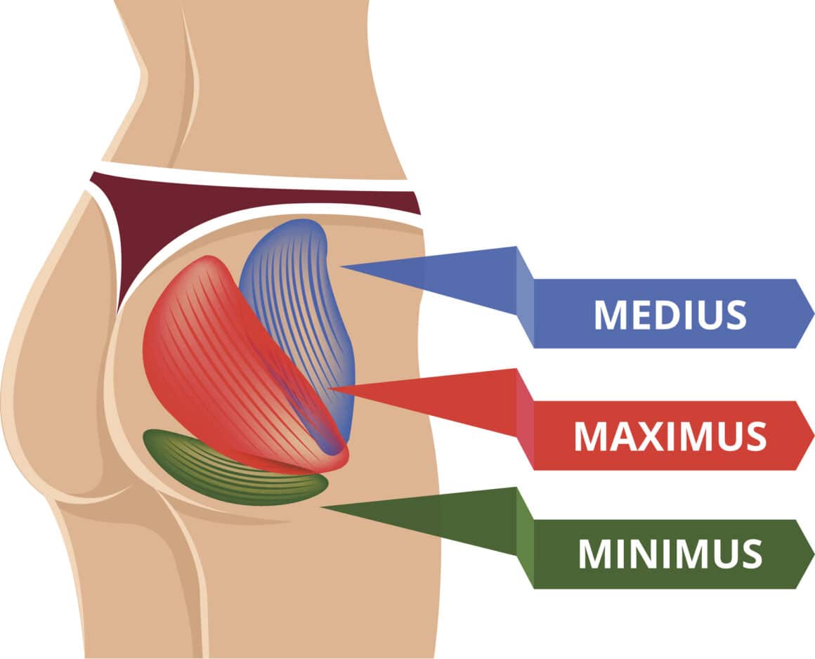 anatomie des fessiers