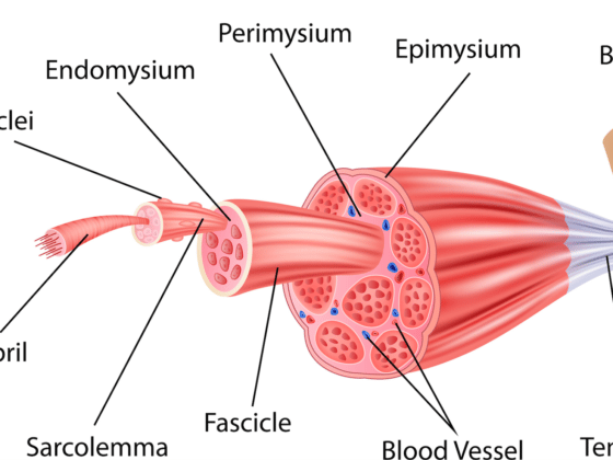 Muscle : La fibre I