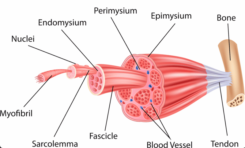 Muscle : La fibre I