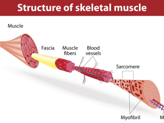 Muscle : fibre IIA