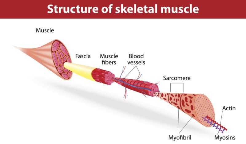 Muscle : fibre IIA